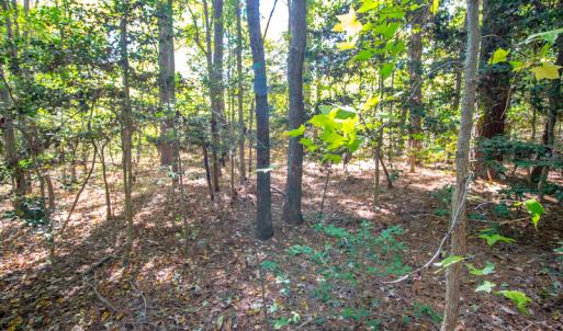 Photo #16 of SOLD property in Off Blanks Lane, Emporia, VA 20.2 acres