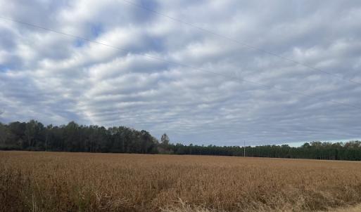 Photo #13 of SOLD property in 755 Racetrack Road, Nichols, SC 125.0 acres