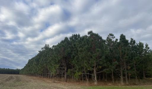 Photo #14 of SOLD property in 755 Racetrack Road, Nichols, SC 125.0 acres