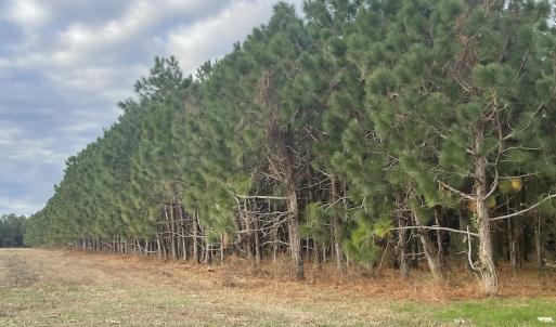 Photo #15 of SOLD property in 755 Racetrack Road, Nichols, SC 125.0 acres