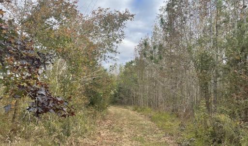 Photo #17 of SOLD property in 755 Racetrack Road, Nichols, SC 125.0 acres