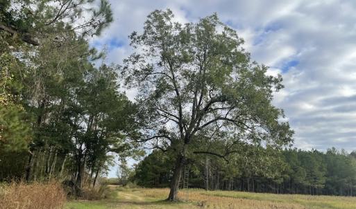 Photo #19 of SOLD property in 755 Racetrack Road, Nichols, SC 125.0 acres