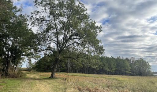 Photo #12 of SOLD property in 755 Racetrack Road, Nichols, SC 125.0 acres