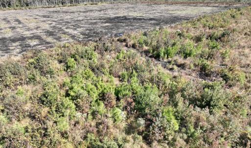 Photo #19 of SOLD property in Off US 264, Engelhard, NC 500.0 acres