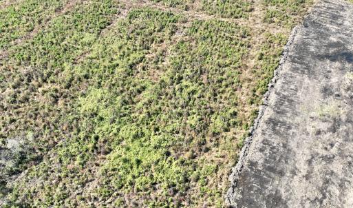 Photo #27 of SOLD property in Off US 264, Engelhard, NC 500.0 acres