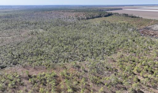Photo #28 of SOLD property in Off US 264, Engelhard, NC 500.0 acres