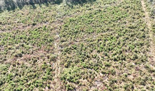Photo #29 of SOLD property in Off US 264, Engelhard, NC 500.0 acres