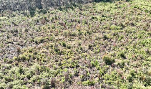 Photo #30 of SOLD property in Off US 264, Engelhard, NC 500.0 acres