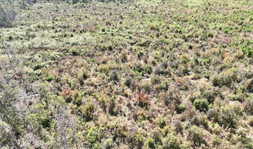 Photo #33 of SOLD property in Off US 264, Engelhard, NC 500.0 acres