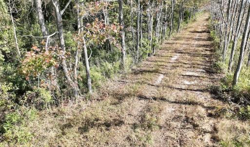 Photo #34 of SOLD property in Off US 264, Engelhard, NC 500.0 acres