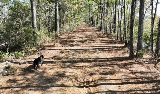 Photo #39 of SOLD property in Off US 264, Engelhard, NC 500.0 acres
