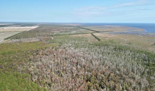 Photo #8 of SOLD property in Off US 264, Engelhard, NC 500.0 acres