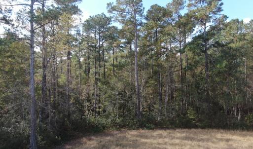 Photo #10 of Off Norton Road, Green Sea, SC 32.0 acres