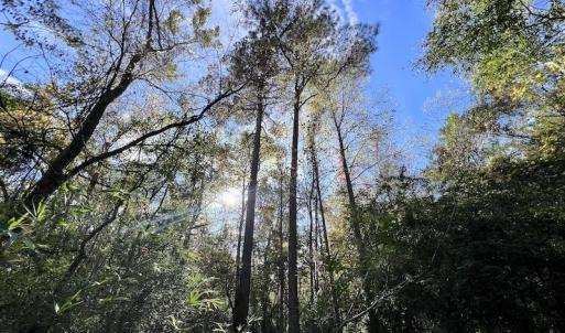 Photo #17 of SOLD property in Off Rail Road St, Chocowinity, NC 3.4 acres