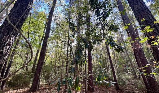 Photo #20 of SOLD property in Off Rail Road St, Chocowinity, NC 3.4 acres