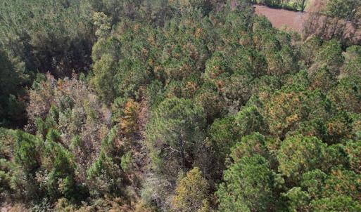 Photo #12 of SOLD property in Off Harrells Hwy, Garland, NC 15.8 acres