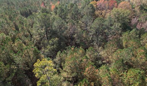 Photo #13 of SOLD property in Off Harrells Hwy, Garland, NC 15.8 acres