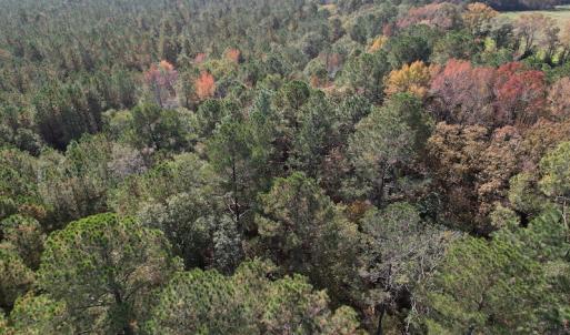Photo #14 of SOLD property in Off Harrells Hwy, Garland, NC 15.8 acres