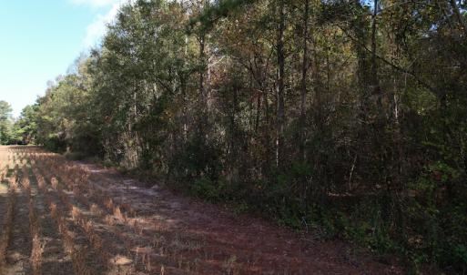 Photo #7 of SOLD property in Off Harrells Hwy, Garland, NC 15.8 acres