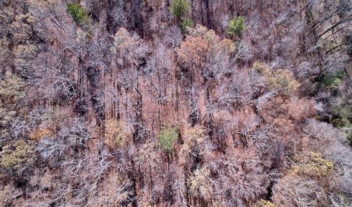 Photo #12 of SOLD property in Off Julie McKnight Road, Kittrell, NC 166.0 acres
