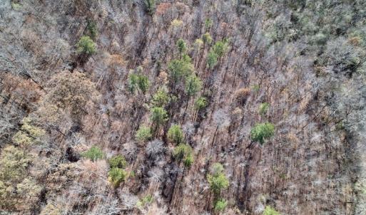 Photo #13 of SOLD property in Off Julie McKnight Road, Kittrell, NC 166.0 acres