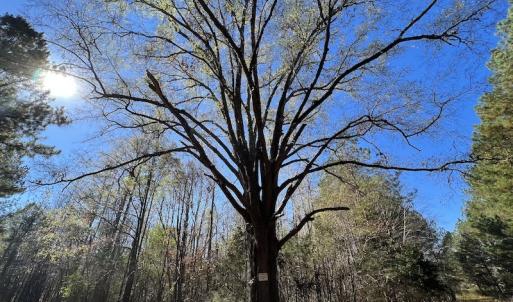 Photo #34 of SOLD property in Off Julie McKnight Road, Kittrell, NC 166.0 acres