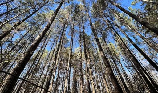 Photo #44 of SOLD property in Off Julie McKnight Road, Kittrell, NC 166.0 acres
