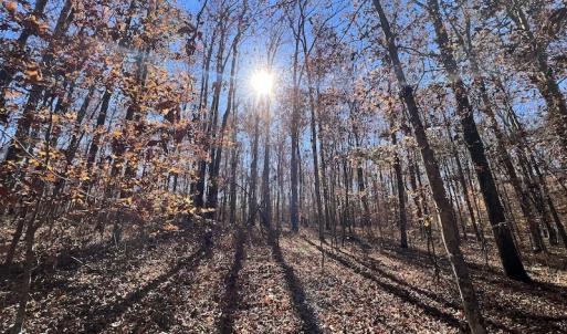 Photo #45 of SOLD property in Off Julie McKnight Road, Kittrell, NC 166.0 acres