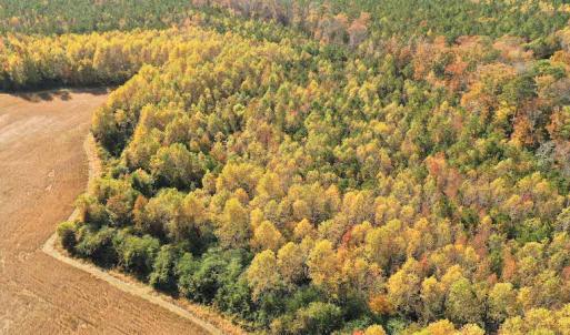 Photo #4 of SOLD property in 3077 Carolina Road, Suffolk, VA 22.0 acres