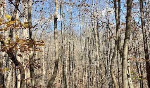 Photo #20 of 644 Blackberry Road, Bassett, VA 115.4 acres