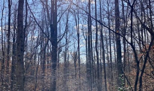 Photo #22 of 644 Blackberry Road, Bassett, VA 115.4 acres