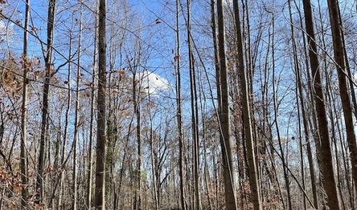 Photo #26 of 644 Blackberry Road, Bassett, VA 115.4 acres