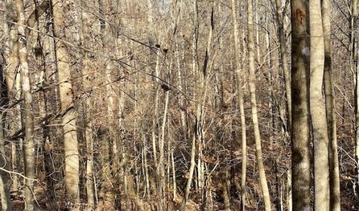 Photo #33 of 644 Blackberry Road, Bassett, VA 115.4 acres