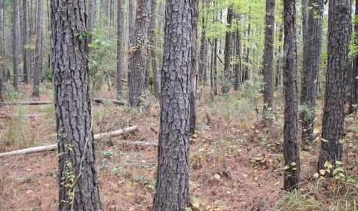 Photo #14 of NC 304 / 33 Hwy, Hobucken, NC 9.8 acres
