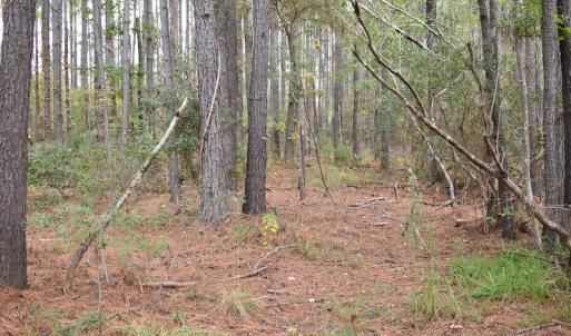 Photo #15 of NC 304 / 33 Hwy, Hobucken, NC 9.8 acres