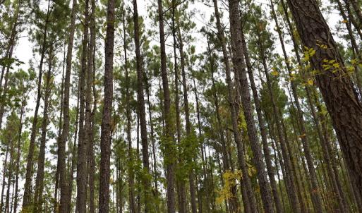 Photo #16 of NC 304 / 33 Hwy, Hobucken, NC 9.8 acres