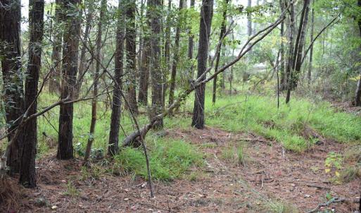 Photo #13 of NC 304 / 33 Hwy, Hobucken, NC 9.8 acres