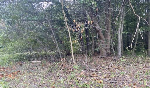 Photo #26 of 1512 Cedar Creek Road, Fayetteville, NC 32.0 acres