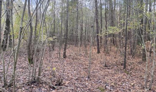 Photo #28 of 1512 Cedar Creek Road, Fayetteville, NC 32.0 acres