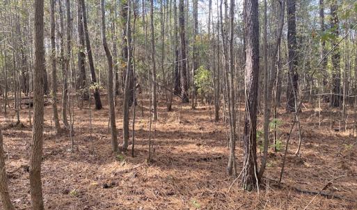 Photo #30 of 1512 Cedar Creek Road, Fayetteville, NC 32.0 acres