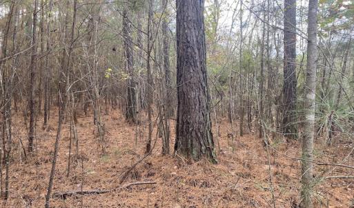 Photo #31 of 1512 Cedar Creek Road, Fayetteville, NC 32.0 acres