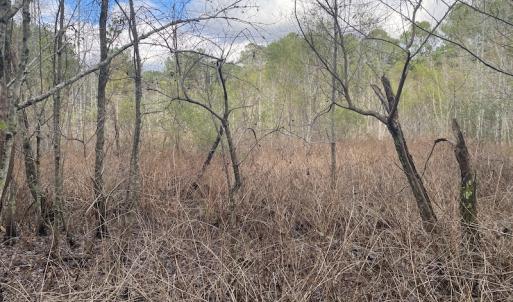 Photo #32 of 1512 Cedar Creek Road, Fayetteville, NC 32.0 acres