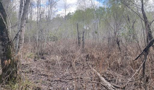 Photo #33 of 1512 Cedar Creek Road, Fayetteville, NC 32.0 acres