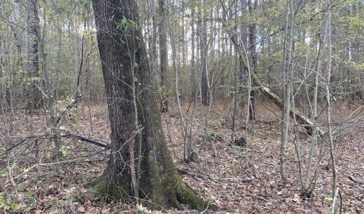 Photo #36 of 1512 Cedar Creek Road, Fayetteville, NC 32.0 acres