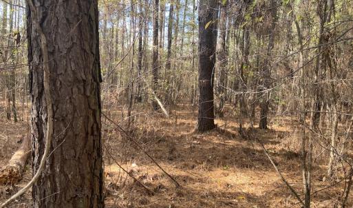 Photo #38 of 1512 Cedar Creek Road, Fayetteville, NC 32.0 acres