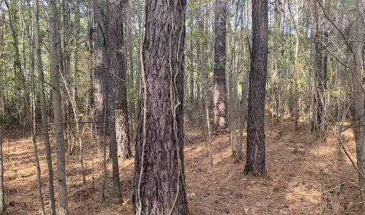 Photo #39 of 1512 Cedar Creek Road, Fayetteville, NC 32.0 acres