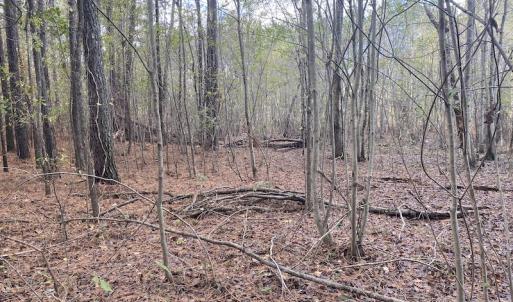 Photo #40 of 1512 Cedar Creek Road, Fayetteville, NC 32.0 acres