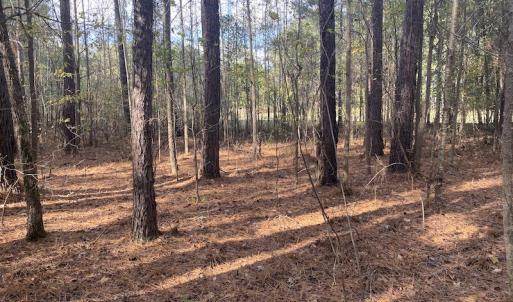 Photo #42 of 1512 Cedar Creek Road, Fayetteville, NC 32.0 acres
