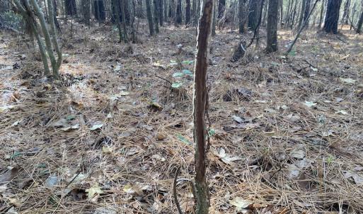 Photo #44 of 1512 Cedar Creek Road, Fayetteville, NC 32.0 acres