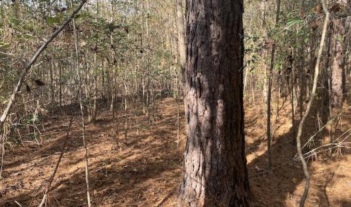 Photo #45 of 1512 Cedar Creek Road, Fayetteville, NC 32.0 acres